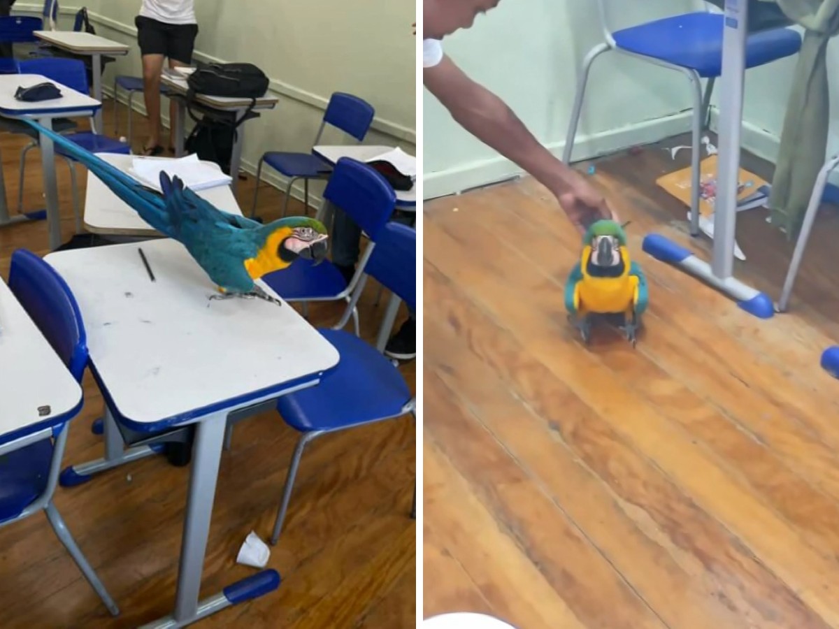 VÍDEO: arara-azul 'dança' funk e recebe carinho de alunos após entrar em sala de aula no interior de SP