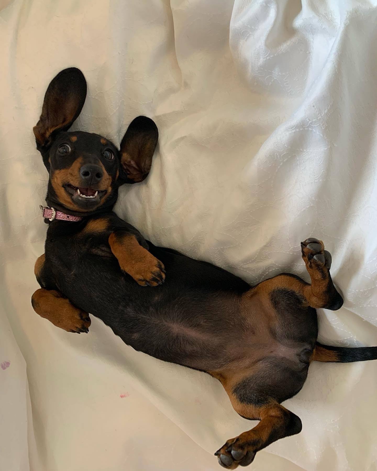 Perdida há mais de um ano, cachorra 'salsicha' é vista e inicia grande operação de busca em ilha na Austrália