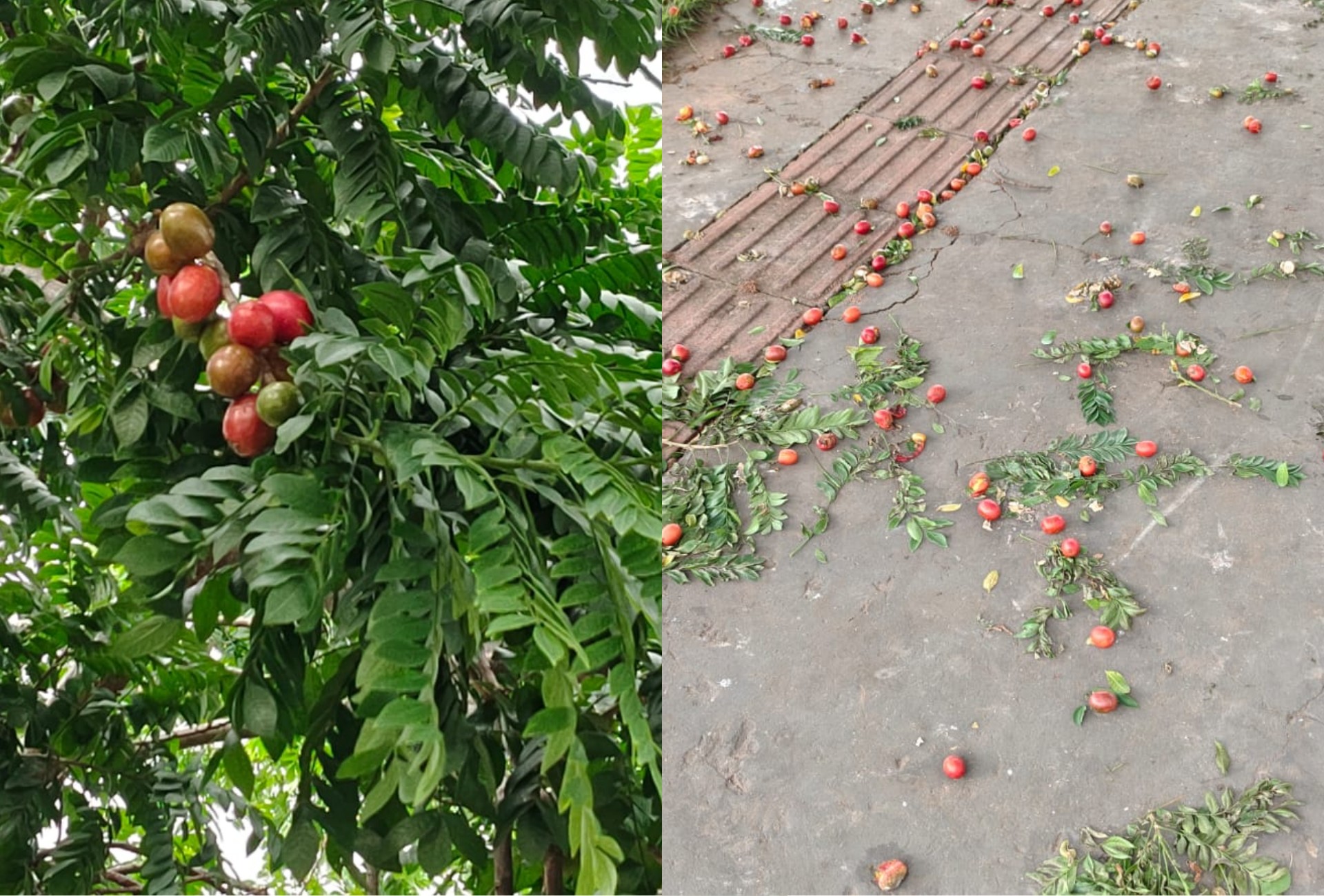 A frutinha que parece tomate cereja, é rica em vitamina C e tem aos montes por cidade de MS