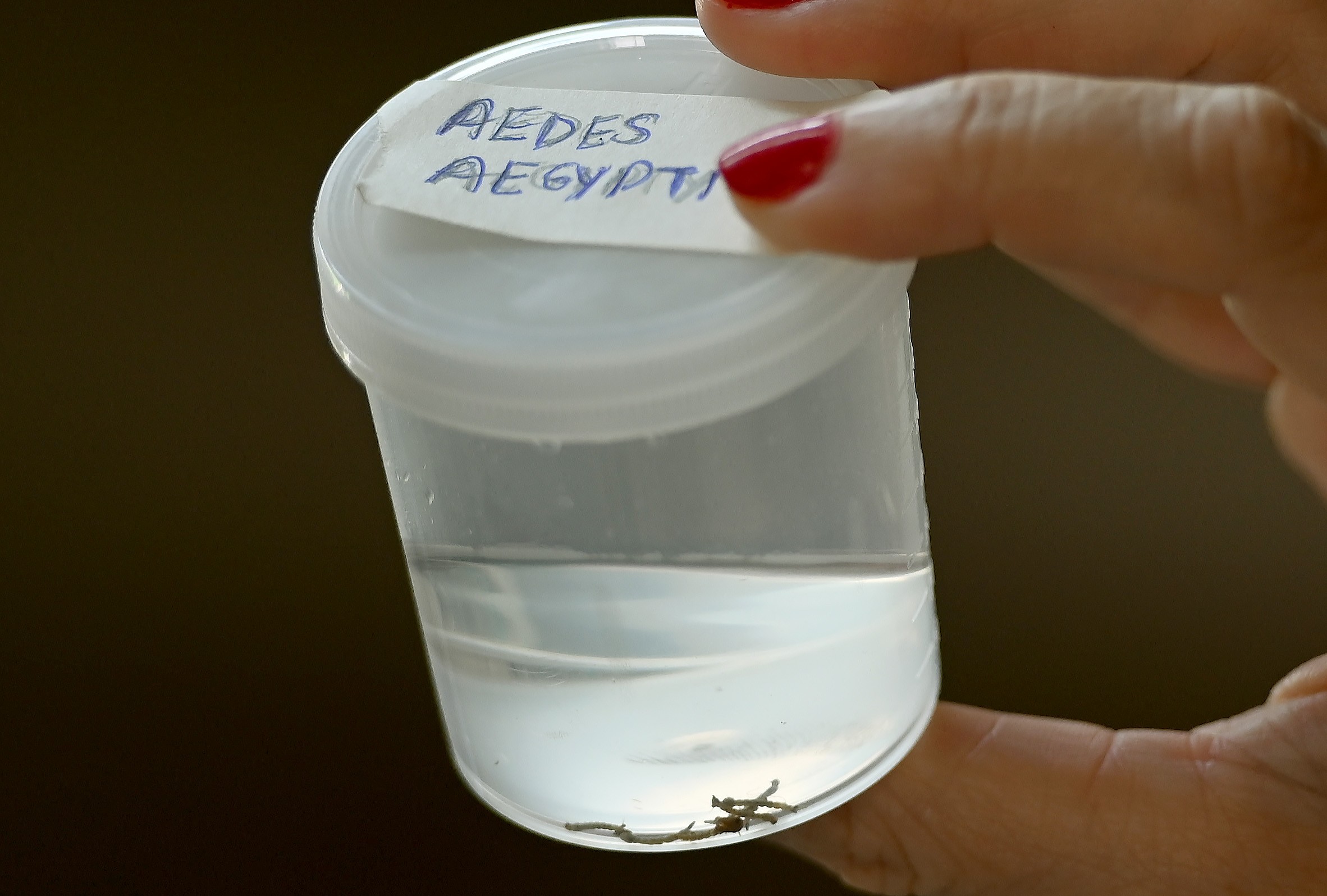 Campinas confirma primeira morte por dengue em 2025