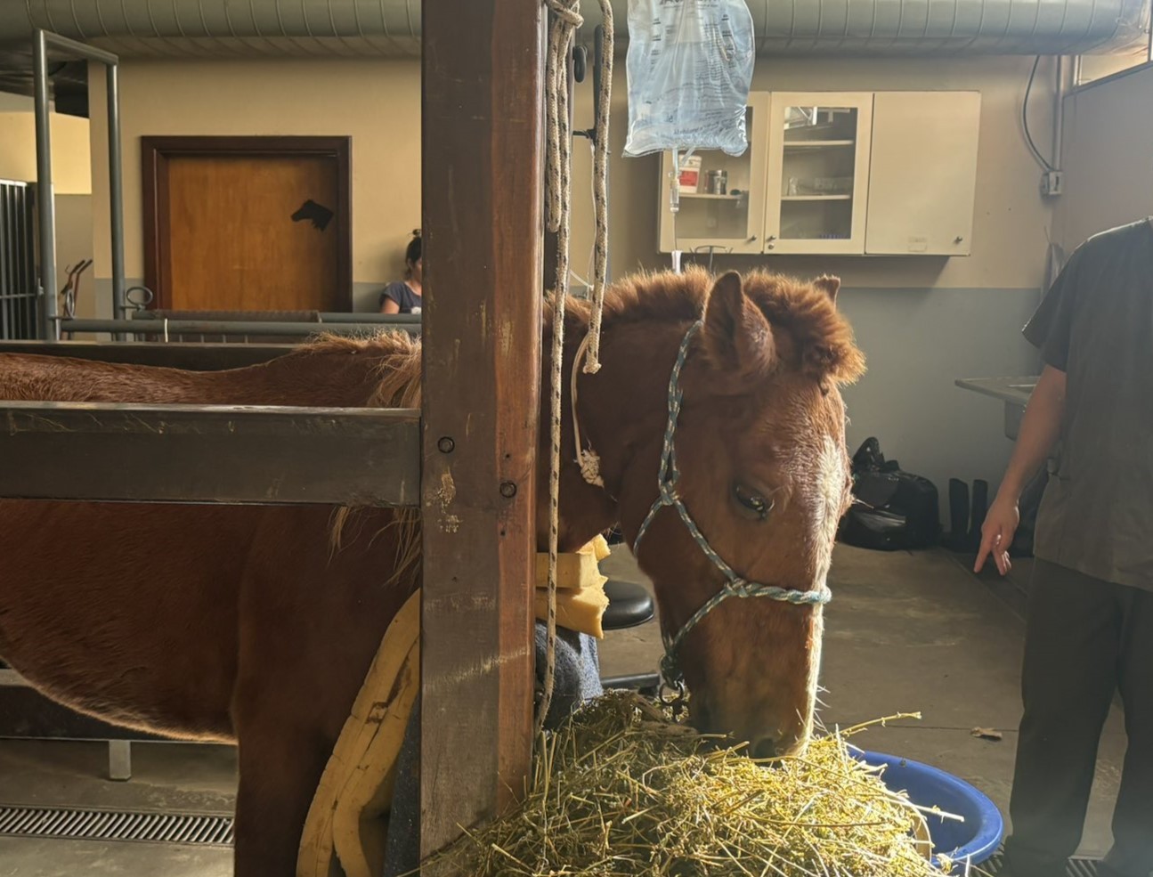 Resgate do cavalo Caramelo: entenda como animal foi retirado de telhado no RS 