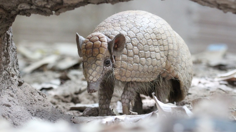 Espécie símbolo da biodiversidade brasileira perdeu cerca de 50% de sua área de ocorrência natural e continua sofrendo com desmatamento e degradação ambiental na Caatinga e no Cerrado. — Foto: Samuel Portela/Associação Caatinga