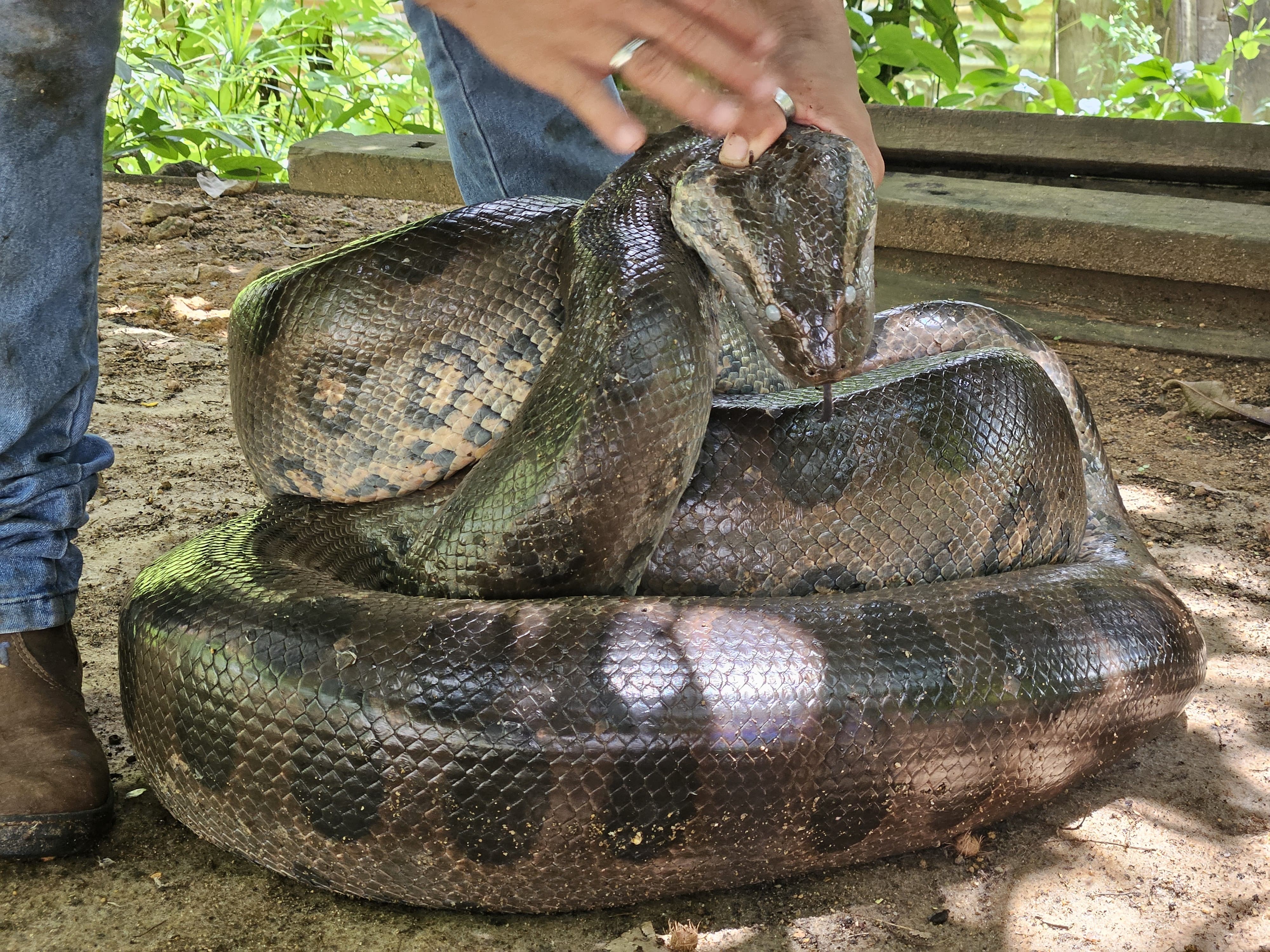 VÍDEO: Sucuri gigante é resgatada em área urbana de Porto Velho