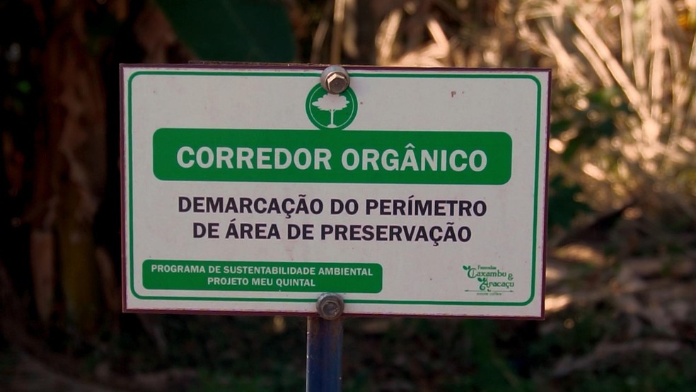 Bosques plantados e matas preservadas nas Fazendas Caxambu e Aracaçu - Crédito: Gustavo Coetti