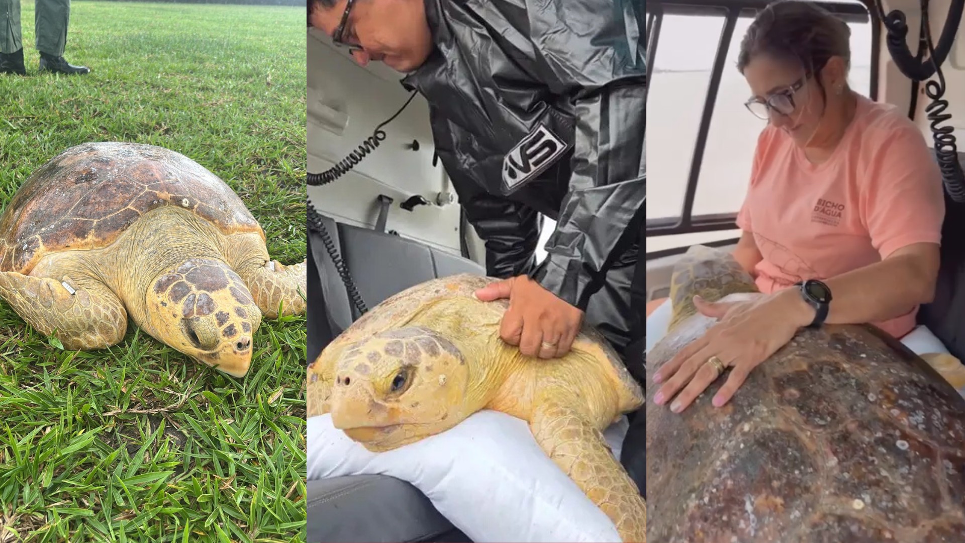Tartaruga-cabeçuda lesionada é resgatada e levada para tratamento em Belém