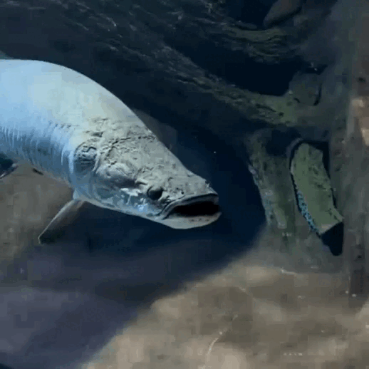 Peixe boceja? Registro impressionante mostra pirarucu em momento 'relax' em aquário de MS; veja vídeo
