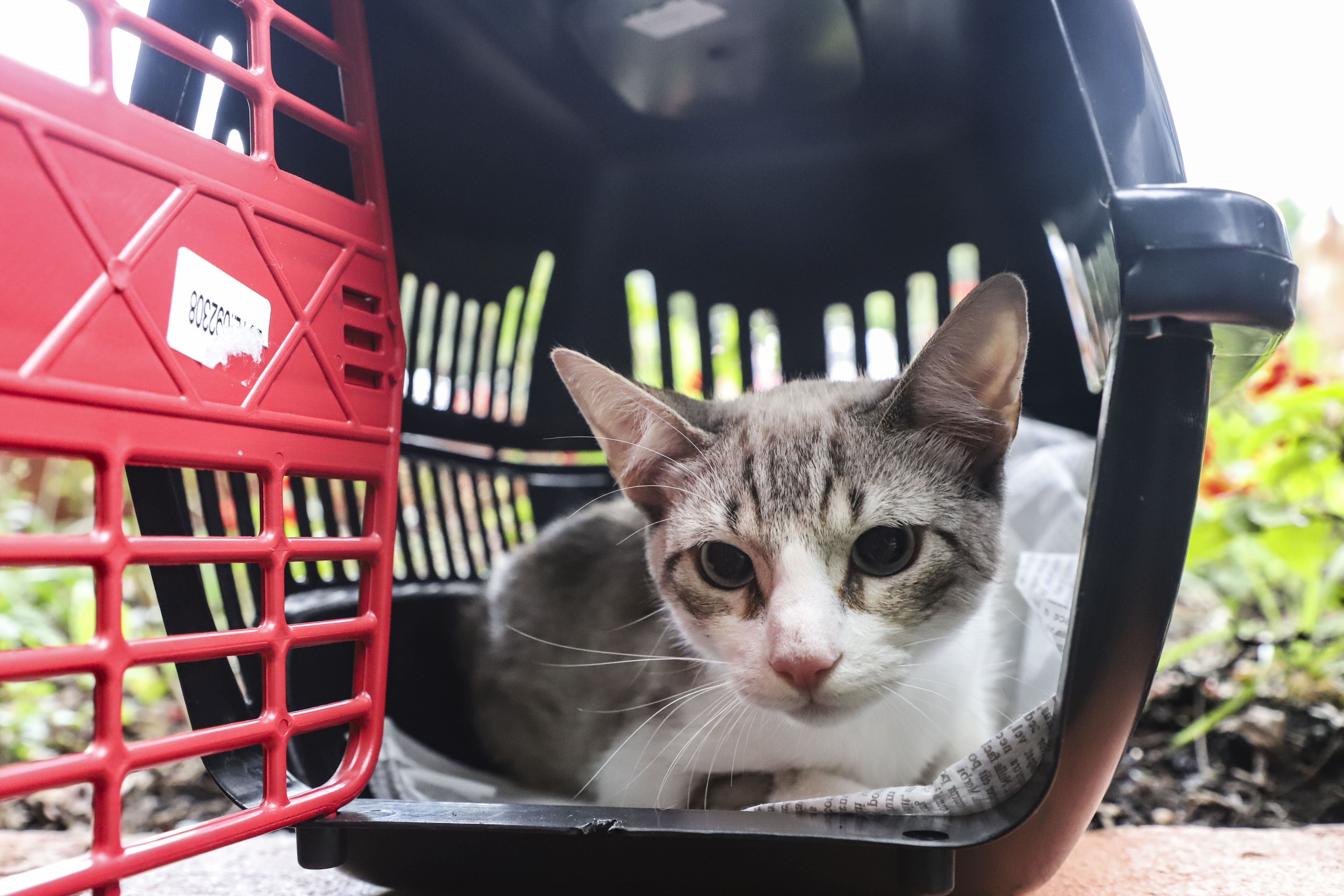 Curitiba abre 5,5 mil vagas para castração gratuita de cães e gatos; veja quem pode participar