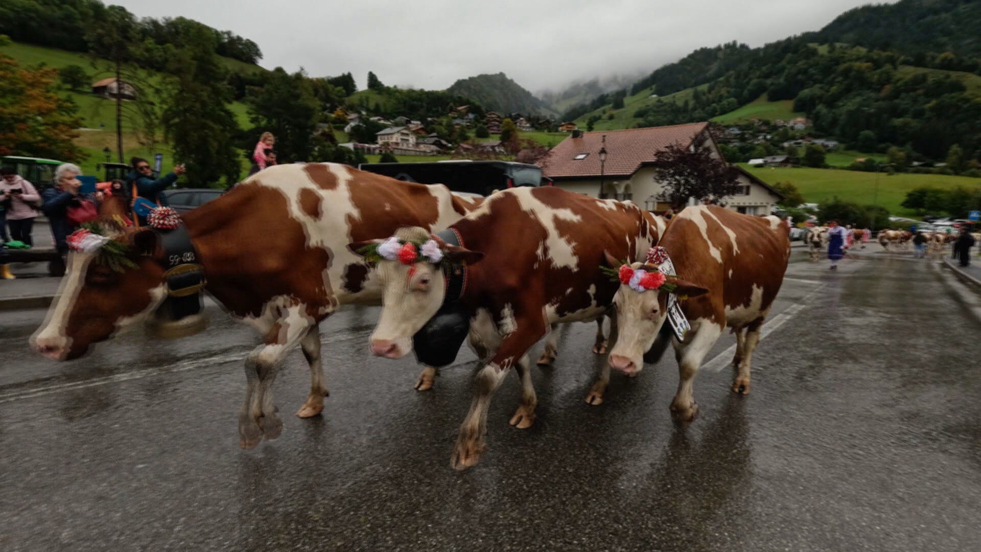 Desfile de vacas? Conheça tradicional evento na Suíça que é acompanhado por milhares de espectadores; VÍDEO