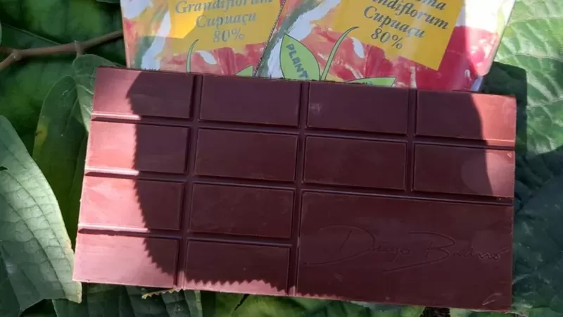 Cupulate: o desafio do 'primo' do chocolate que pode ajudar Amazônia, segundo pesquisadores