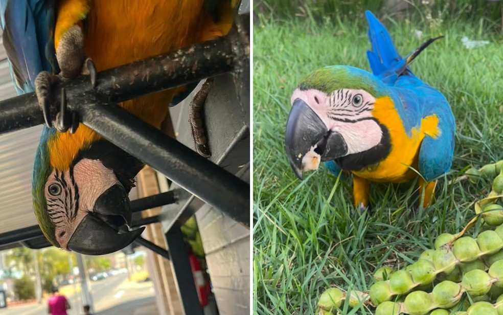 Arara Pipoca, em Trindade, Goiás — Foto: Reprodução/Redes Sociais