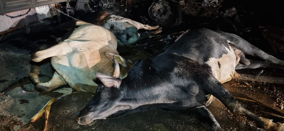 Bovinos estirados na Br-364, em Jaru (RO). — Foto: Jaru On-line/Reprodução