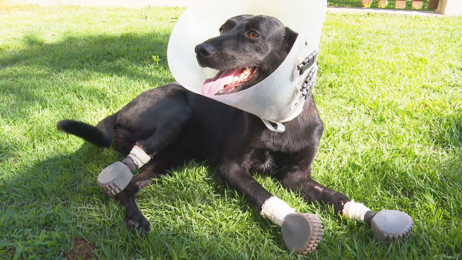 VÍDEO: Após cirurgia inédita, cadela que teve 3 patas amputadas pelo tutor volta a andar com ajuda de próteses