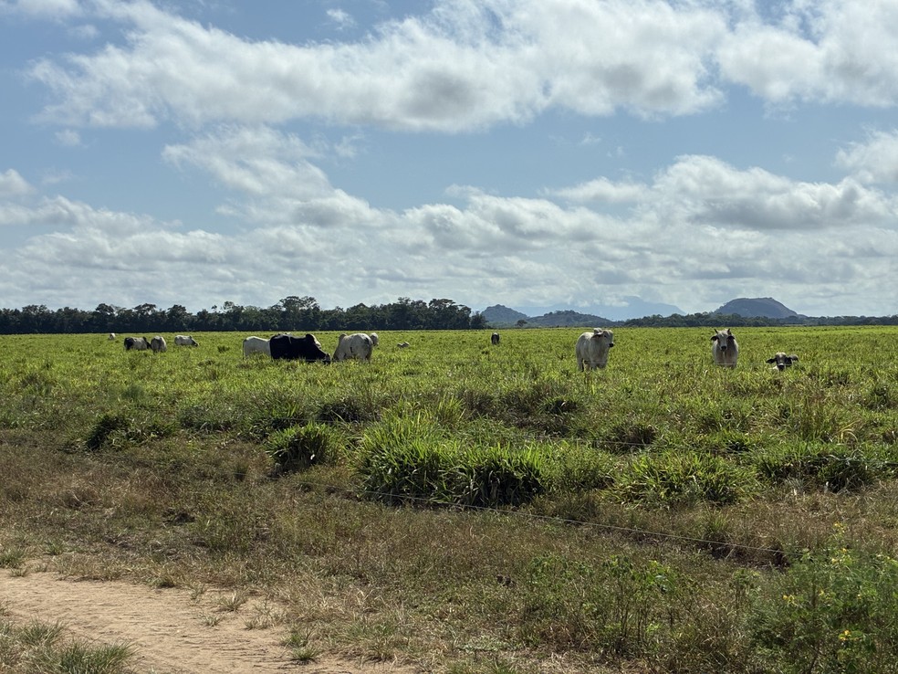Técnica usada por pecuaristas de Roraima combina criação no pasto e fornecimento de ração concentrada. — Foto: Naamã Mourão/Rede Amazônica