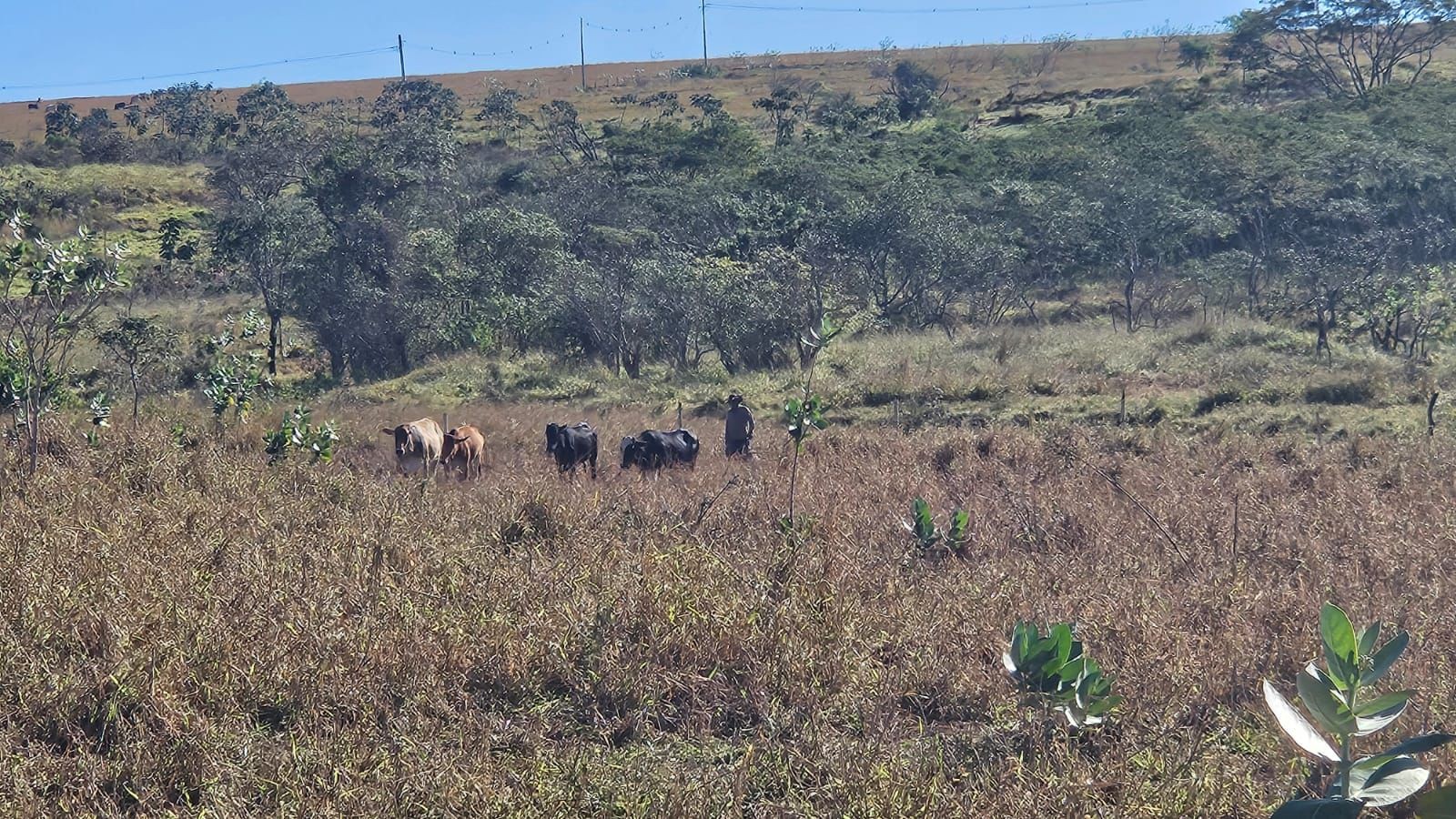 Idosos são multados em R$ 22,5 mil por pastoreio de gado em área de reserva, em Marabá Paulista