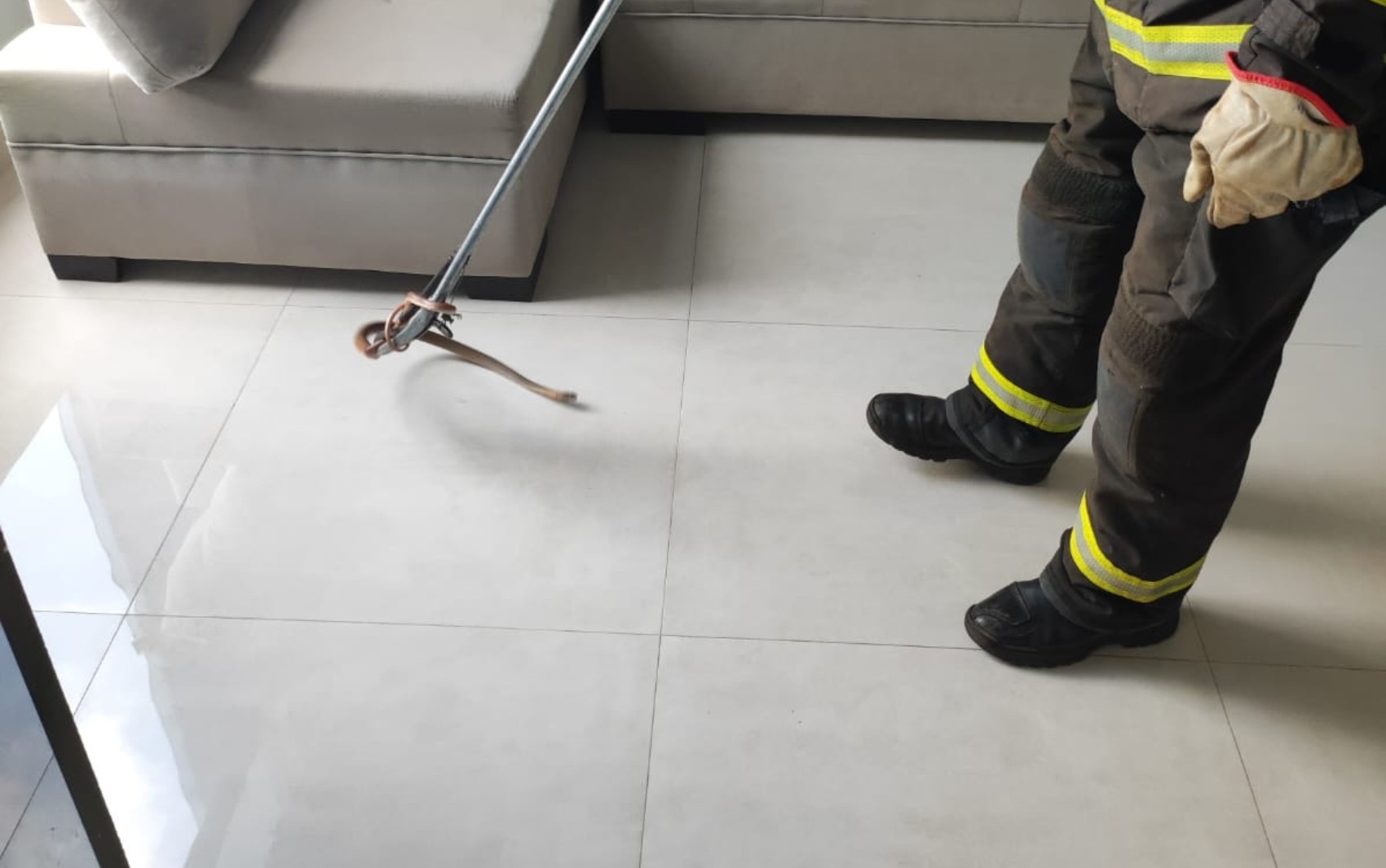 Cobra é encontrada debaixo do sofá em casa onde bebê de um ano mora