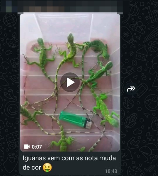 Traficantes usam grupos de mensagens para vender animais silvestres. — Foto: Ibama/Reprodução