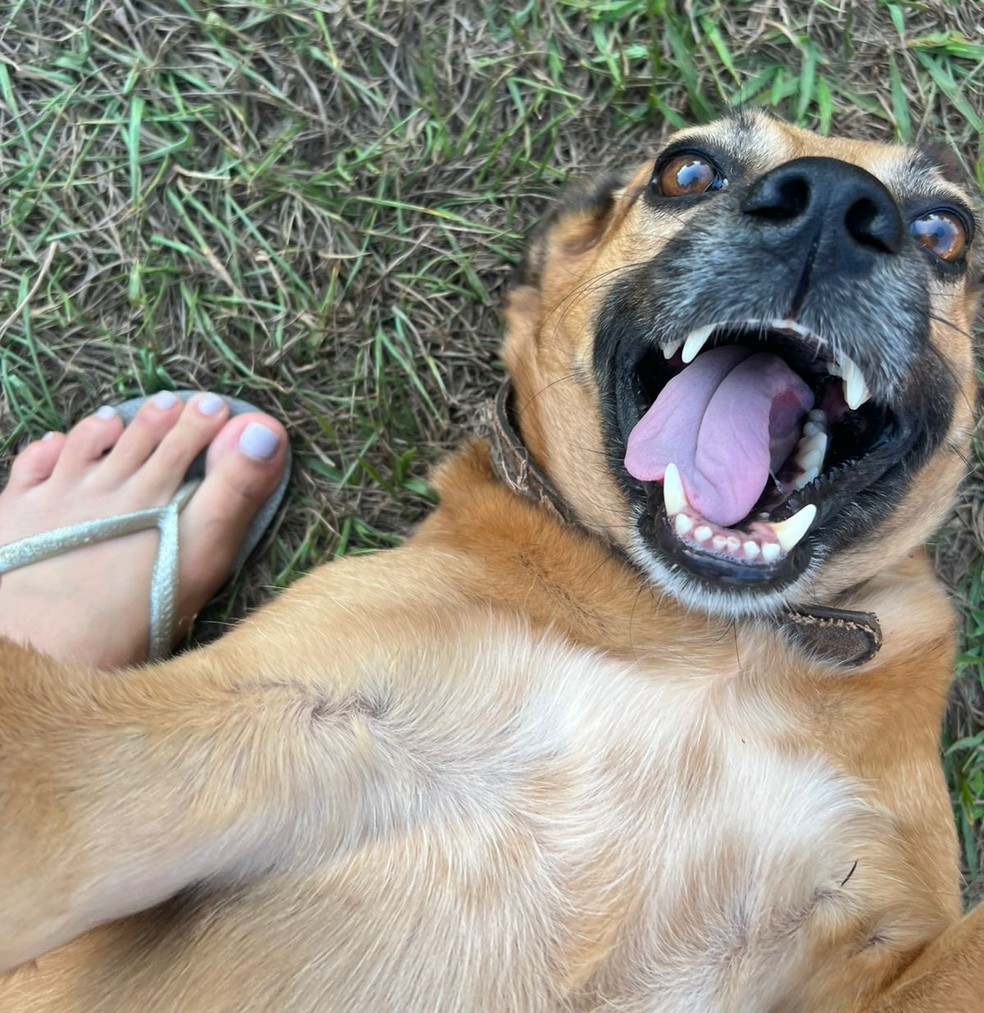Barnie foi morto com tiro de espingarda de pressão em MT — Foto: Arquivo pessoal