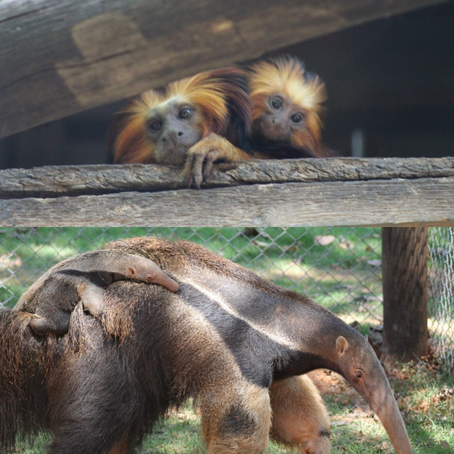 Filhotes de tamanduá-bandeira e de mico-leão-de-cara-dourada nascem no Zoológico de BH