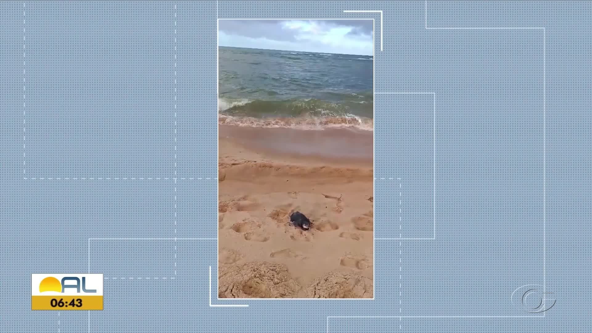 VÍDEOS: Bom Dia Alagoas de segunda-feira, 28 de julho