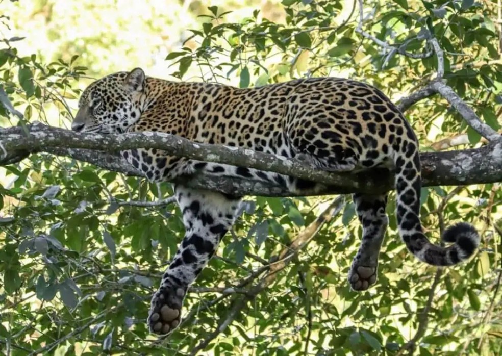 Onça-pintada Anouk de boa no galho neste feriado, na Fazenda Caiman, em Miranda. — Foto:  Lucas Morgado/Onçafari