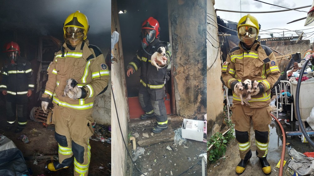 Oito filhotes de cachorro são resgatados durante incêndio em casa em MG