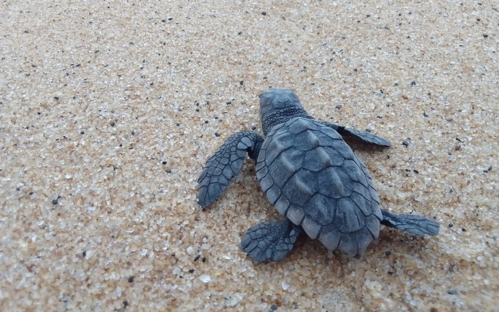 Ninhos de tartarugas que correm risco são mudados de lugar pela empresa — Foto: Ambipar Response