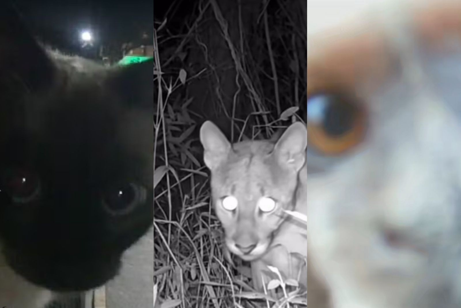 Alerta de fofura: posição e lente das câmeras podem explicar a curiosidade de animais por equipamentos de monitoramento, diz biólogo