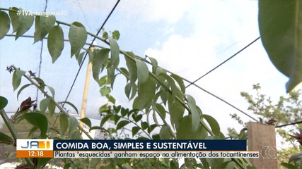 Plantas esquecidas ganham espaço na mesa dos tocantinenses