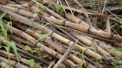 Seagro distribui capim e mudas de cana para suplementação animal; veja como adquirir
