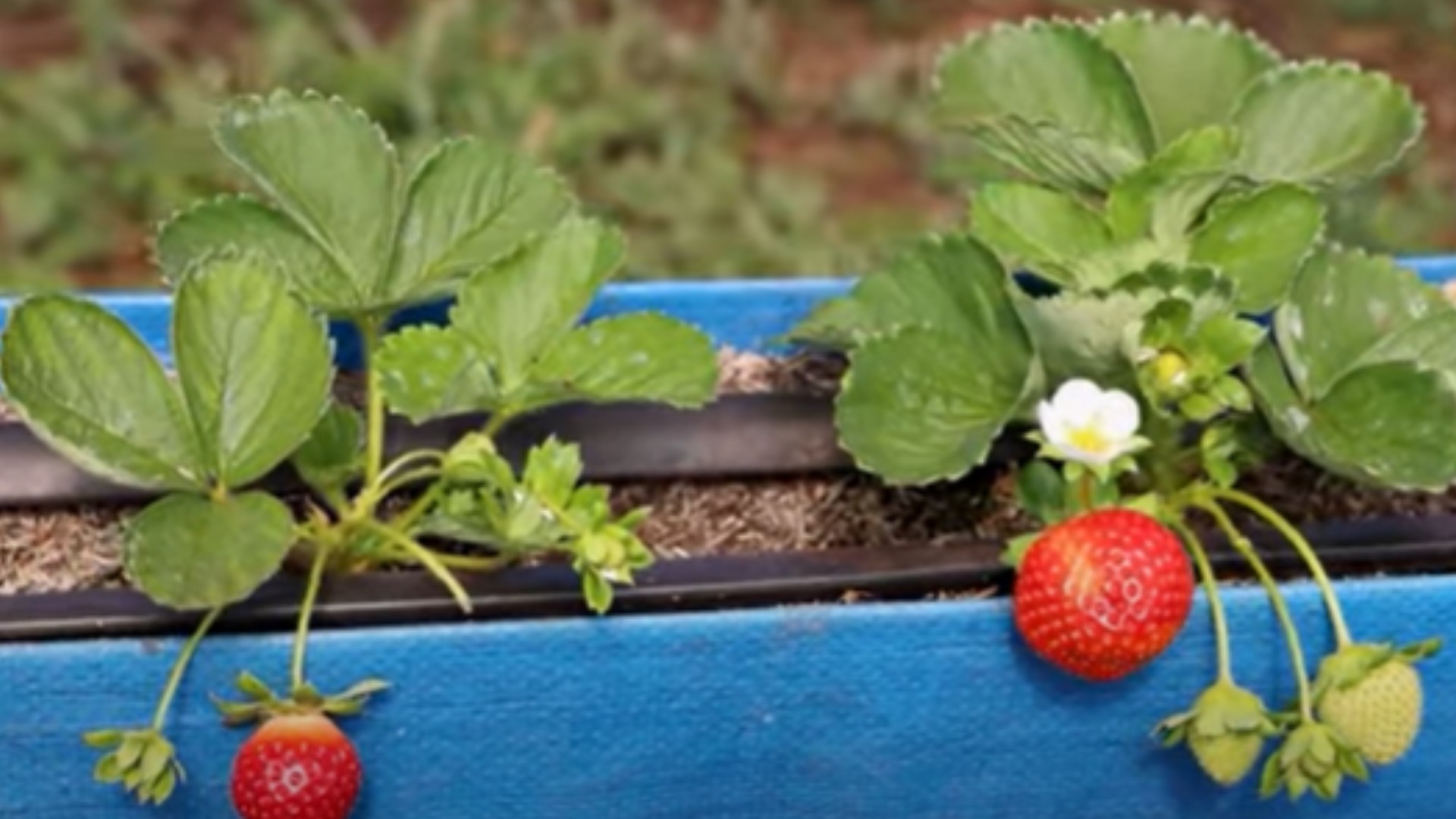 Aposentado encontra nova paixão no cultivo de morangos e transforma sítio em Campo Grande