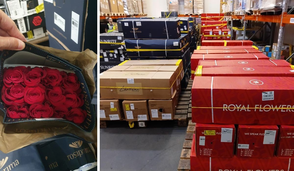 Dia das Mães: 26 toneladas de flores chegam de avião ao Brasil para reforçar vendas na data