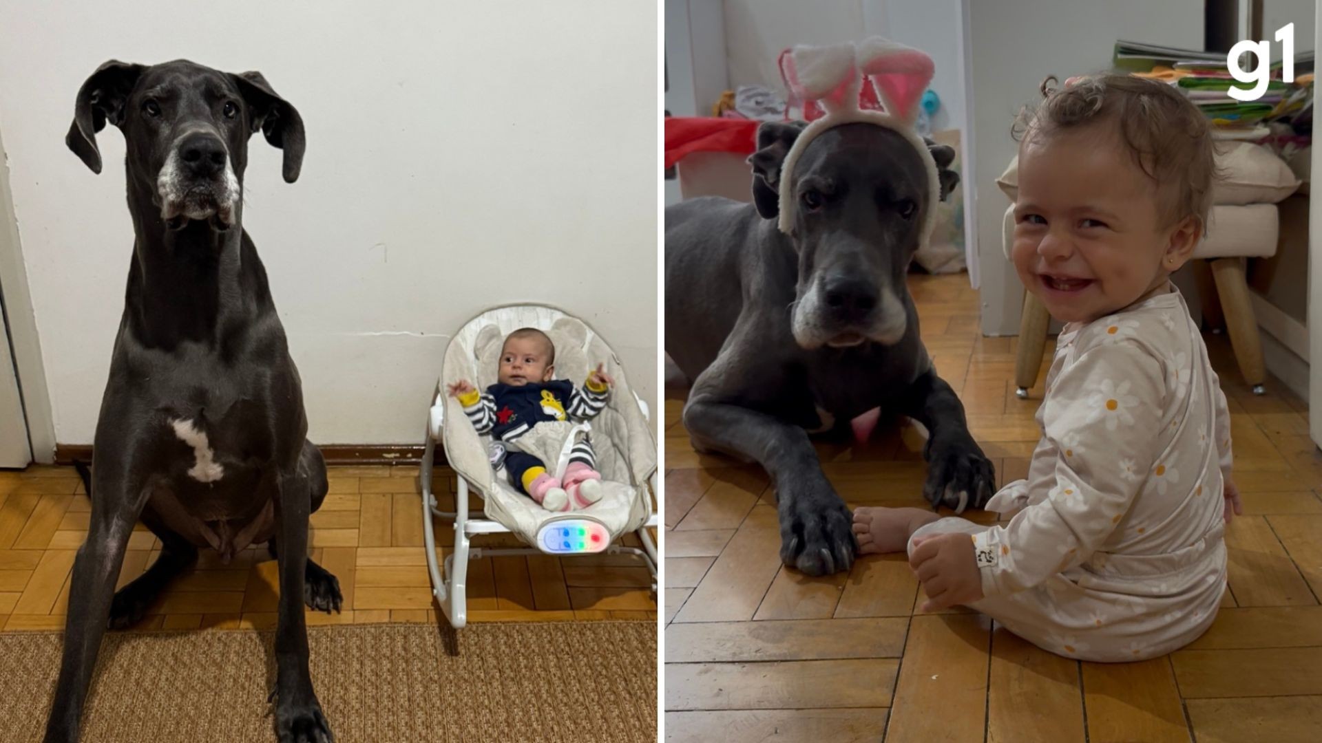 Cachorro gigante vira 'babá' de bebê e viraliza com milhões de visualizações nas redes: 'Buscou ela na maternidade'