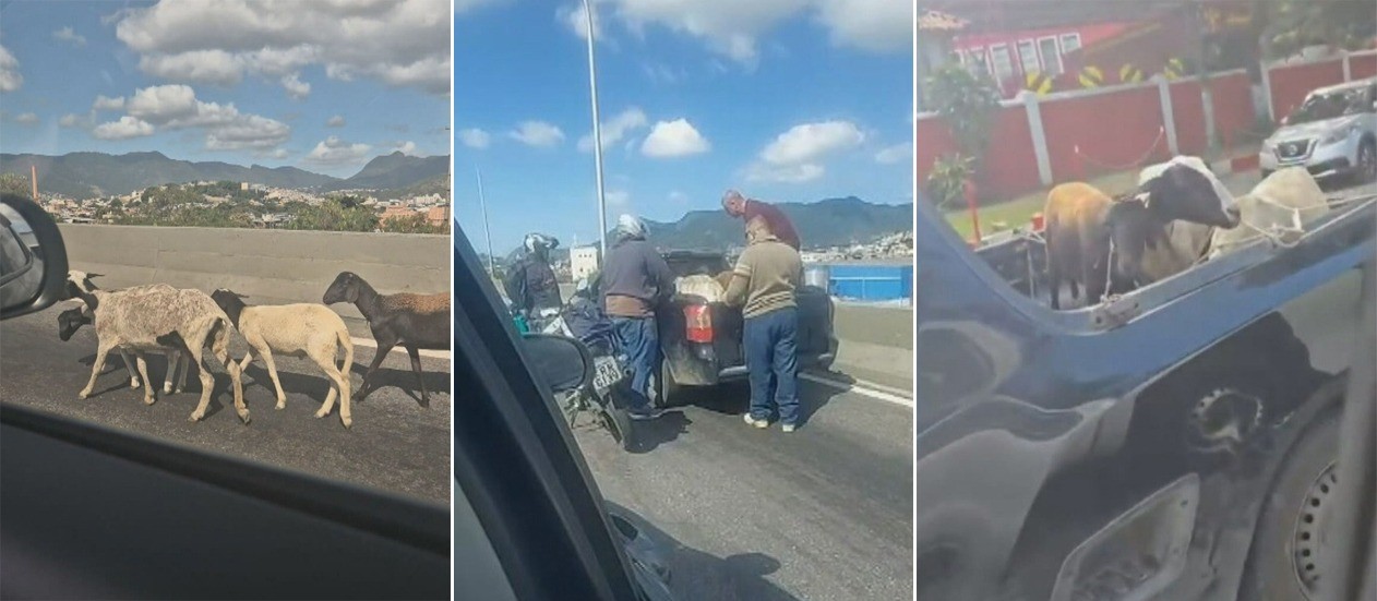 Carneirinhos são flagrados caminhando pela Linha Vermelha; VÍDEO