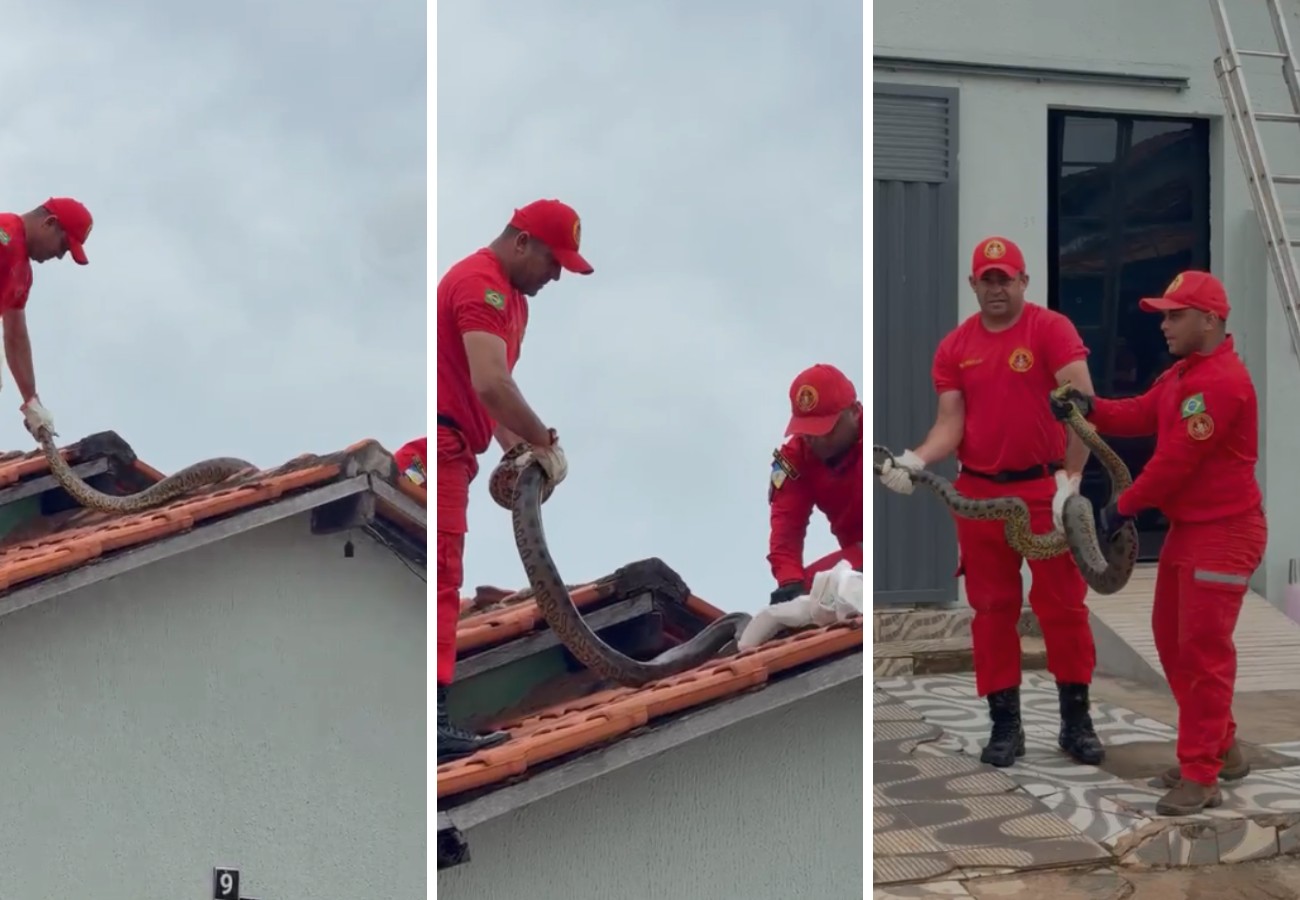 Sucuri de quase 4 metros é retirada de telhado de casa no TO; veja vídeo