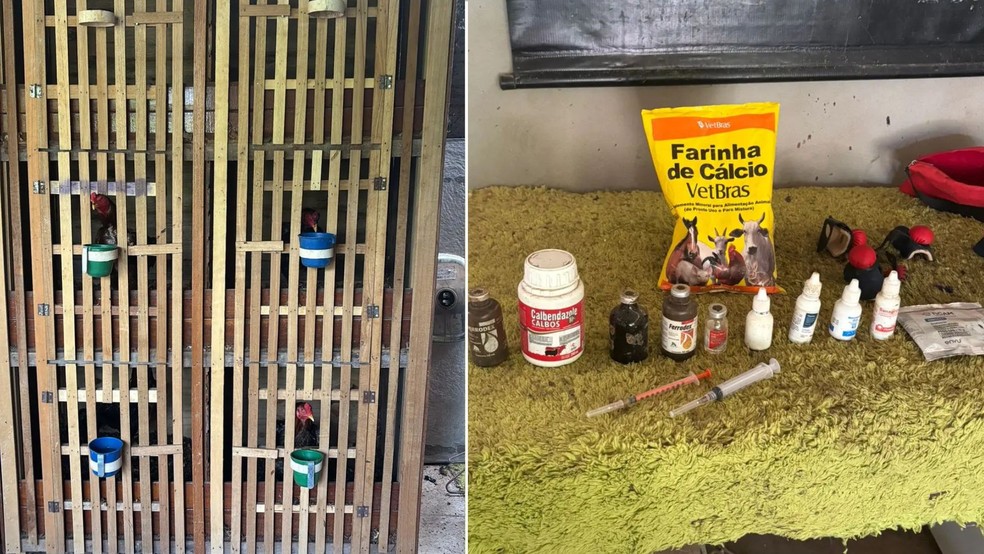 Os agentes também encontraram anabolizantes e baias que mantinham os animais separados no local — Foto: TJMT