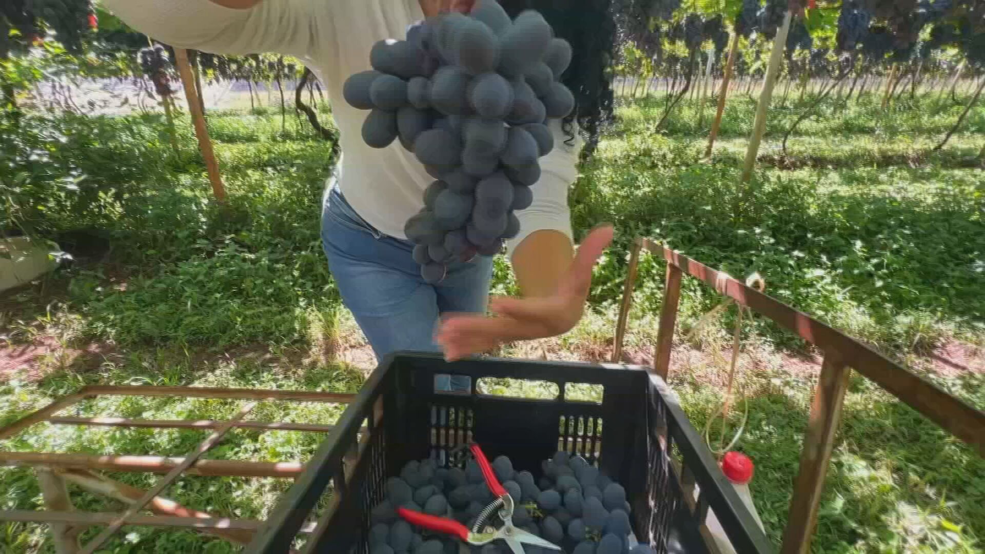 Uva núbia ganha espaço em Jales com alta produtividade e resistência ao clima