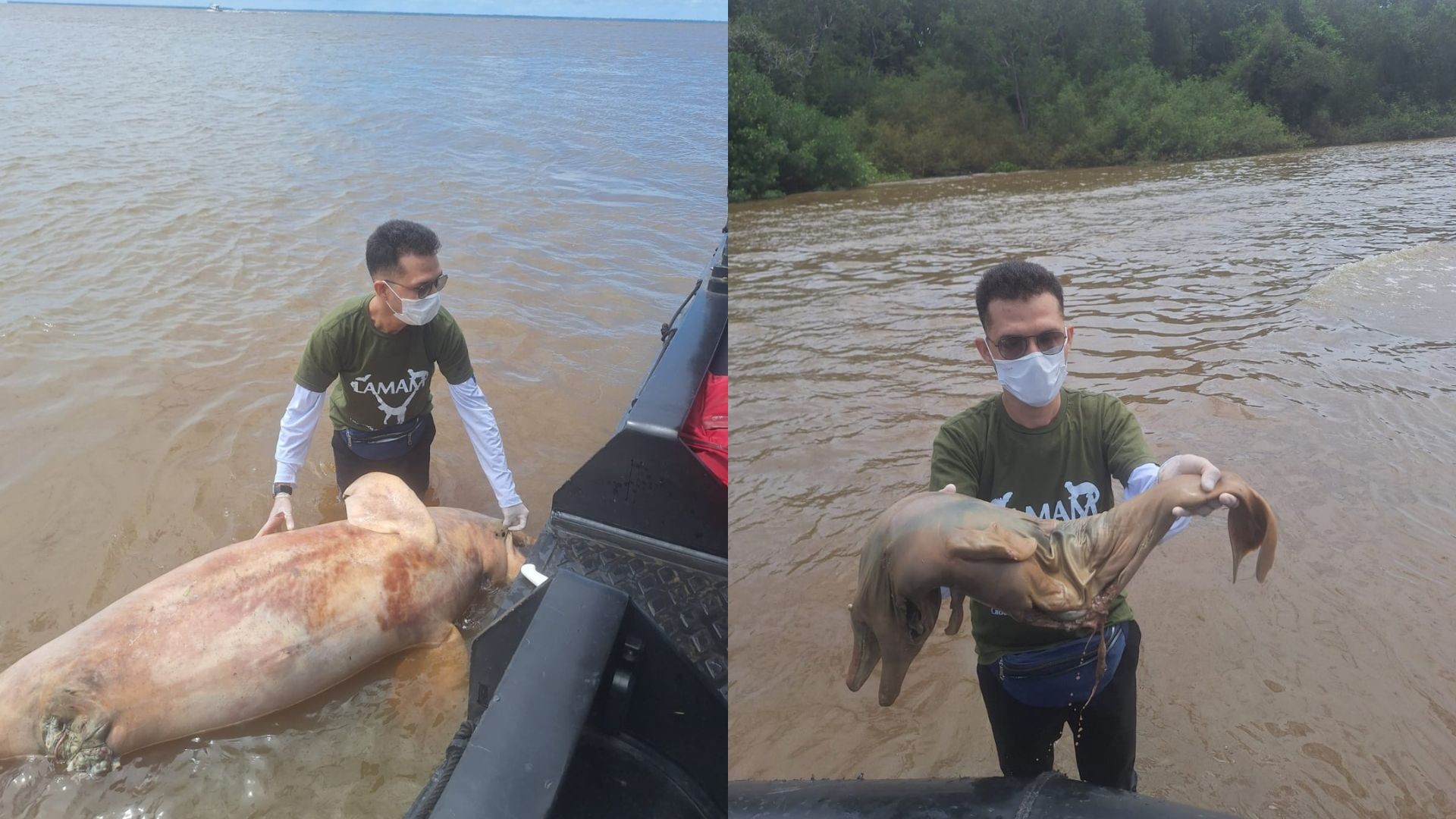 Mãe e filhote de boto-cor-de-rosa são encontrados mortos às margens de rio no Amapá