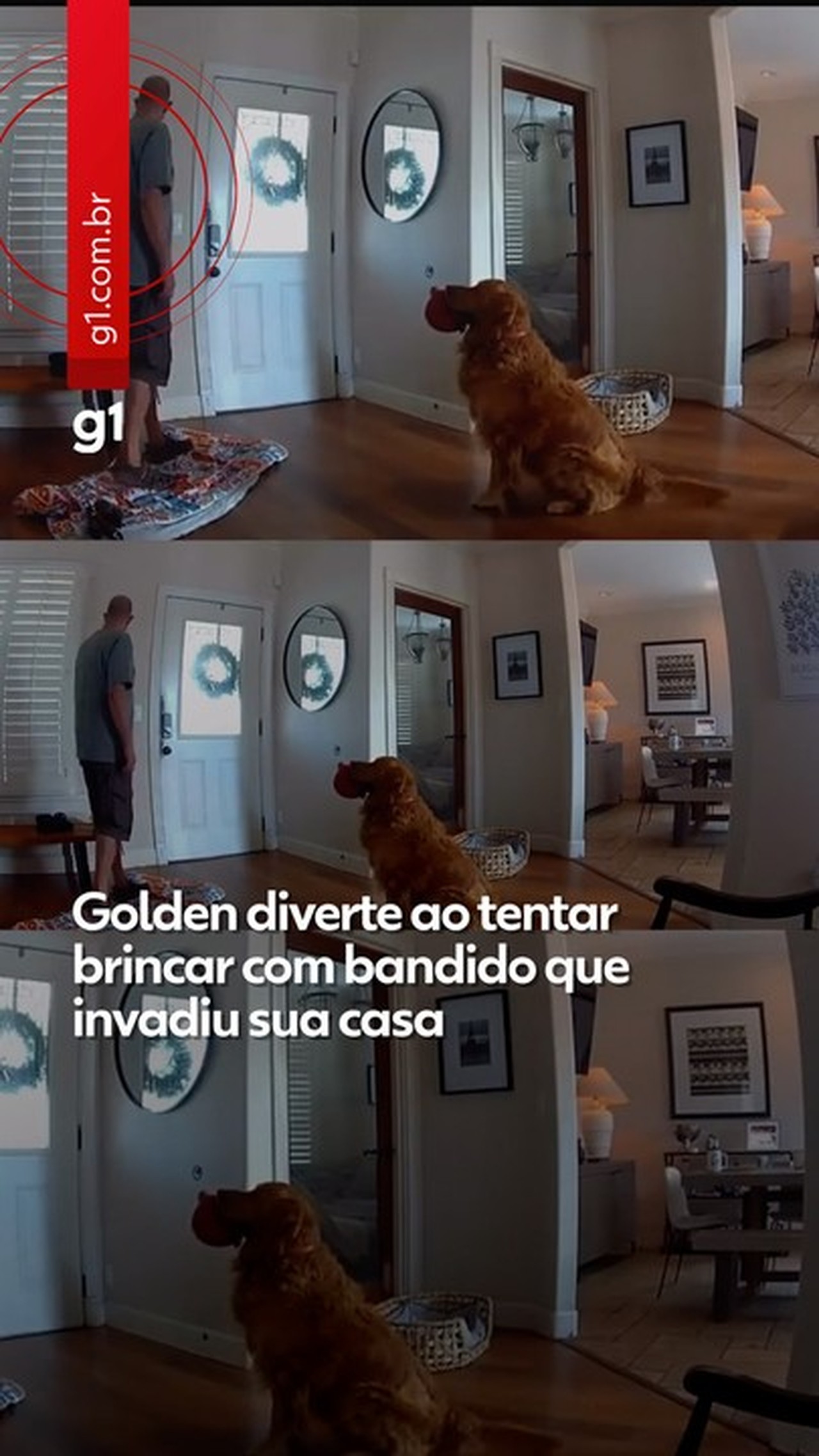 VÍDEO: golden diverte ao tentar brincar com bandido que invadiu sua casa nos EUA