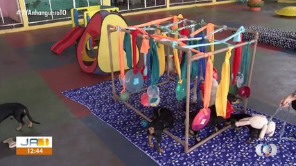 Veterinária explica quais brinquedos são recomendados para gastar energia do animal