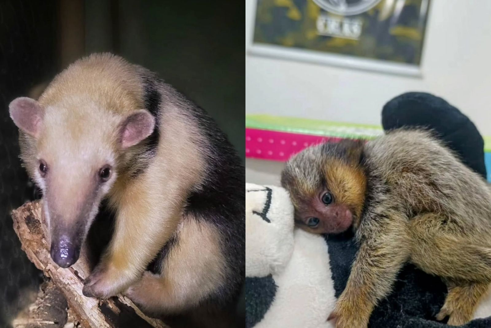 Centro que cuida de animais silvestres alega atraso em pagamentos e rompe contrato com a Prefeitura de Itu 