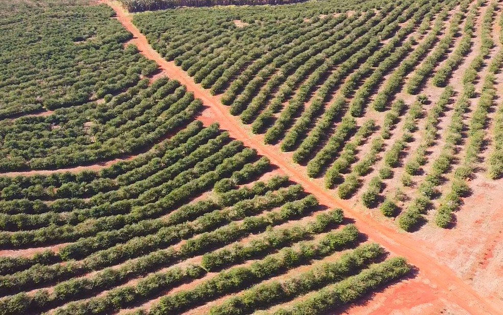 Chuva de granizo atinge 60% das lavouras de café em Monte Santo de Minas, MG — Foto: Reprodução / EPTV