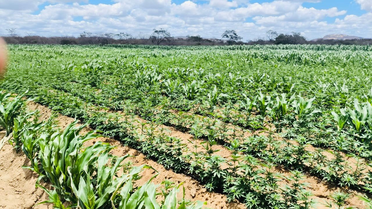 Plantação de maconha com mais de 100 mil pés é encontrada no Cariri da PB