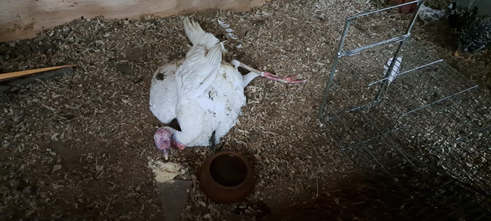 Você Não Tá Convidada pro Meu Bat Mitzvá!