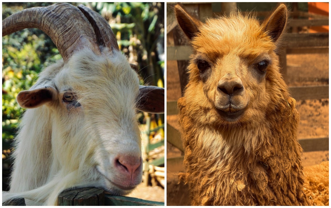 De mini-cabras a pavões: fazendinhas permitem alimentar e tocar em animais: 'Desperta compaixão'