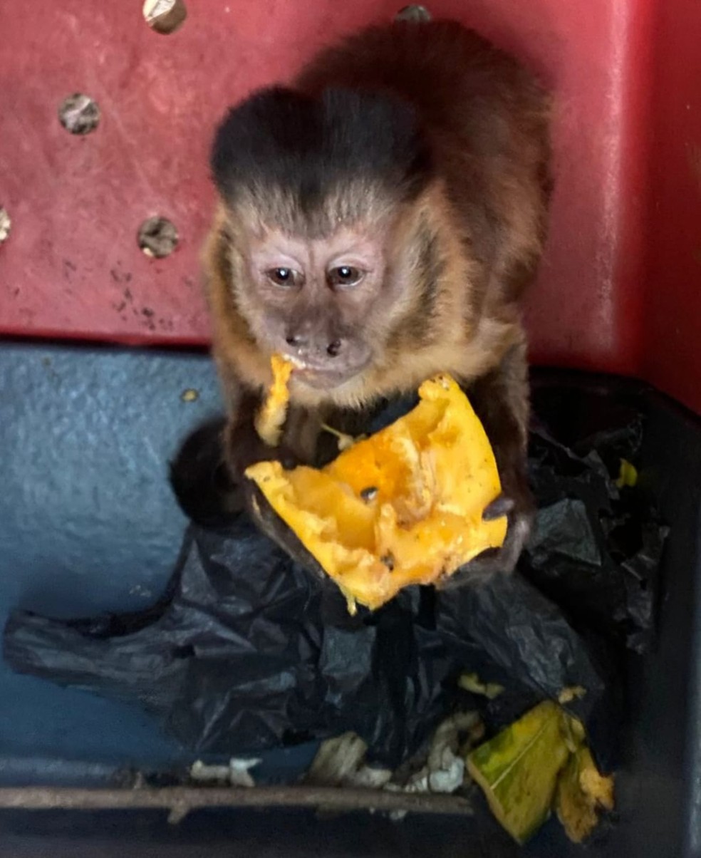 70 animais resgatados no Norte do Piauí — Foto: Divulgação: Polícia Militar do Piauí