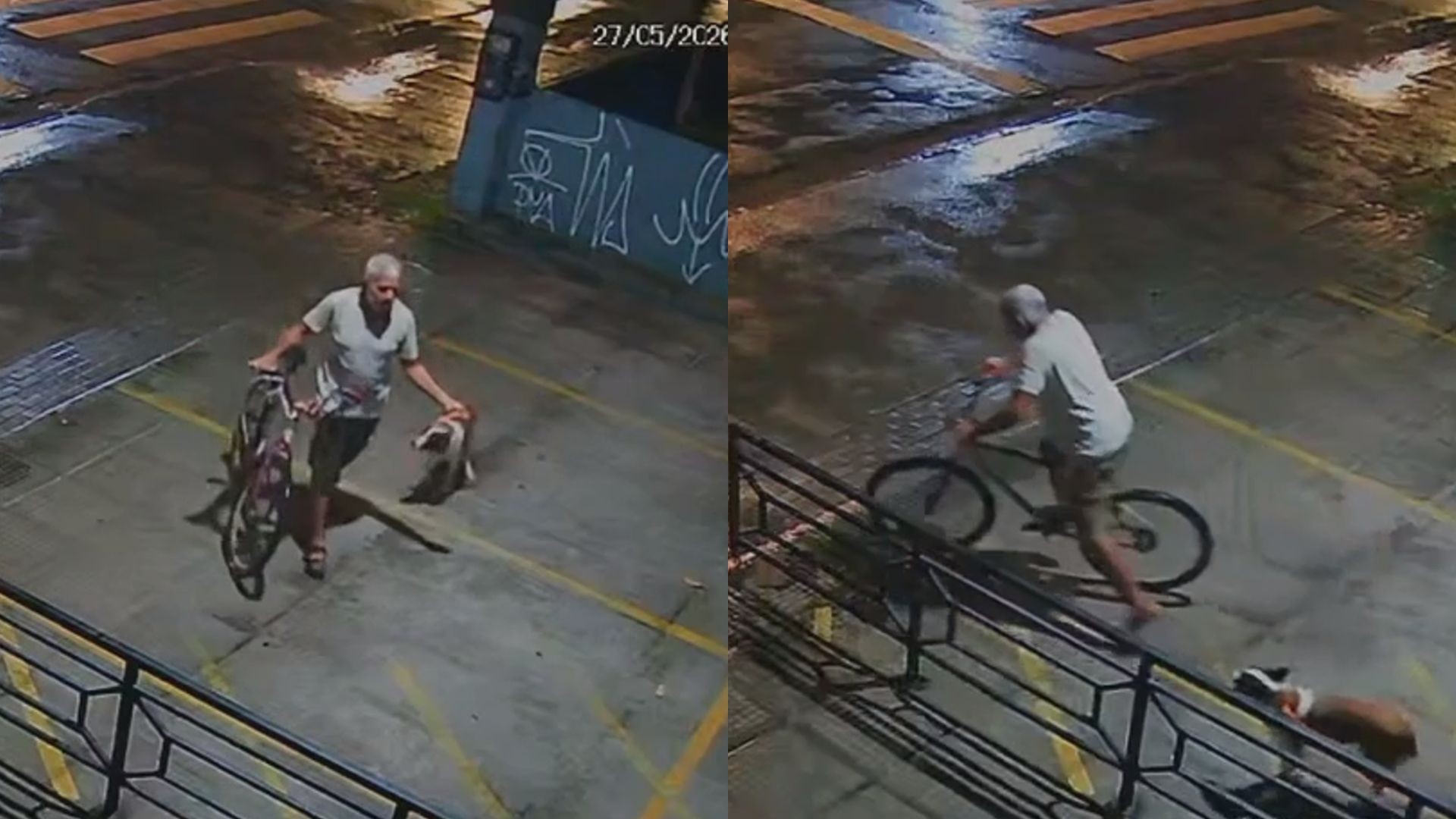 Homem amarra cadela em grade e abandona animal em academia de crossfit no Recife; VÍDEO
