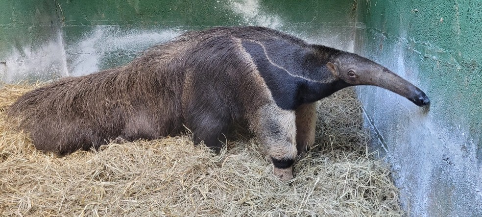 Após ser resgatado, tamanduá-bandeira foi levado à sede do Núcleo da Floresta, em São Roque (SP), para receber atendimento veterinário — Foto: Núcleo da Floresta/Divulgação