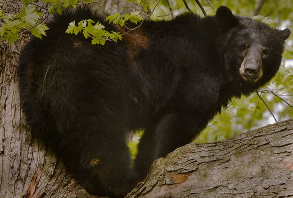 Urso é visto em cima da árvore, em foto de arquivo ilustrativa — Foto: AP Photo/The Daily Gazette, Peter R. Barber