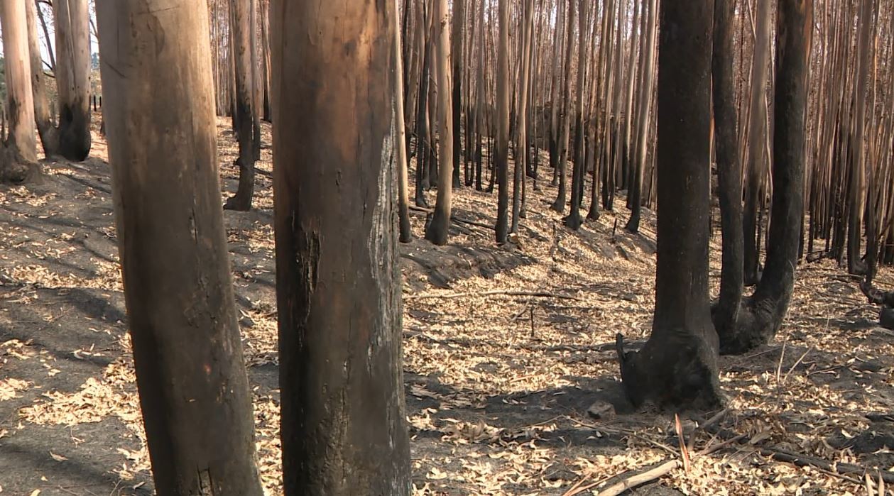 Com excesso de calor e recorde de queimadas, Campinas prorroga Operação Estiagem por 15 dias