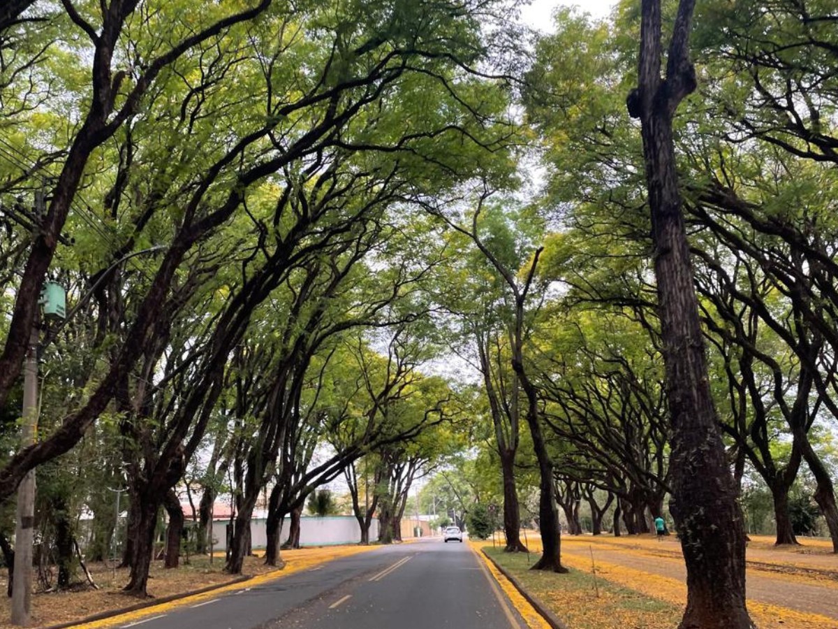 Novo manual de Piracicaba explica quais árvores plantar em calçadas e canteiros; confira espécies